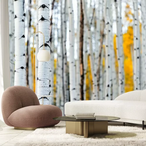 Fotobehang Berkenbomen in herfstboslandschap