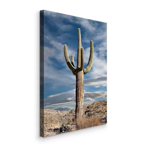 Canvas Een cactus in de woestijn tegen een bewolkte lucht