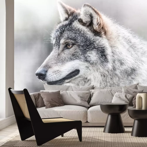 Fotobehang Portret donkergrijze wolf