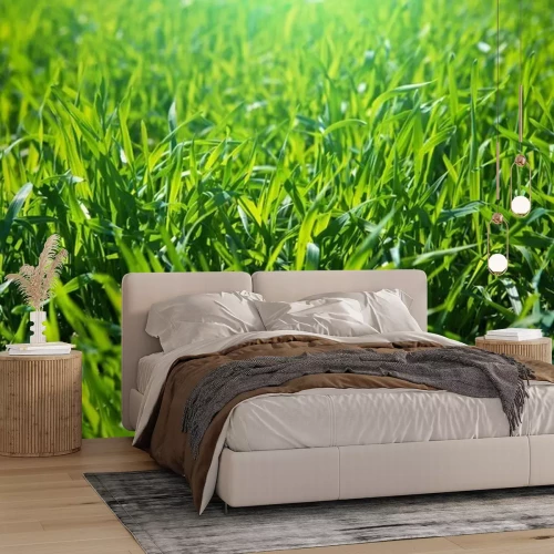 Fotobehang Gras in de morgen