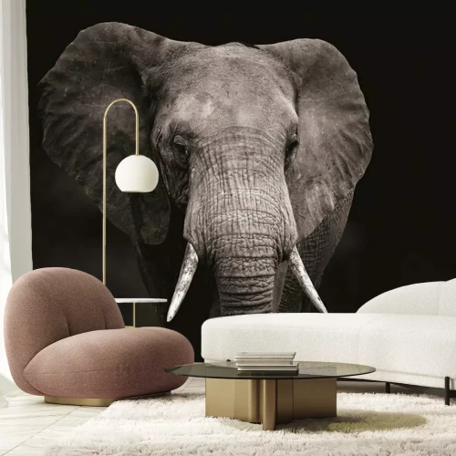 Fotobehang Olifantenkop