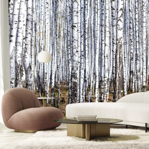 Fotobehang Berkenbos in de lente