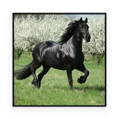 Poster Een zwart paard in het gras met bloeiende bomen op de achtergrond.