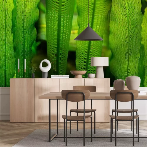 Sticker Aponogeton madagascariensis aquarium plant close up