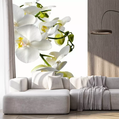 Fotobehang Witte orchidee en groene knoppen