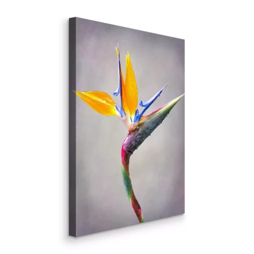 Canvas Oranje strelitzia-bloem op een grijze achtergrond