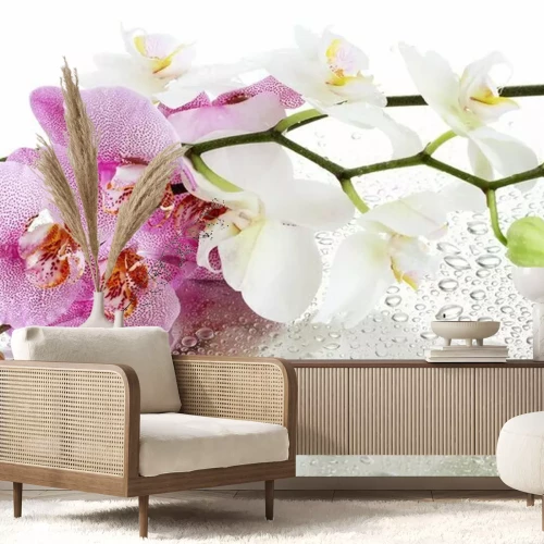 Fotobehang Orchideeën op waterdruppels