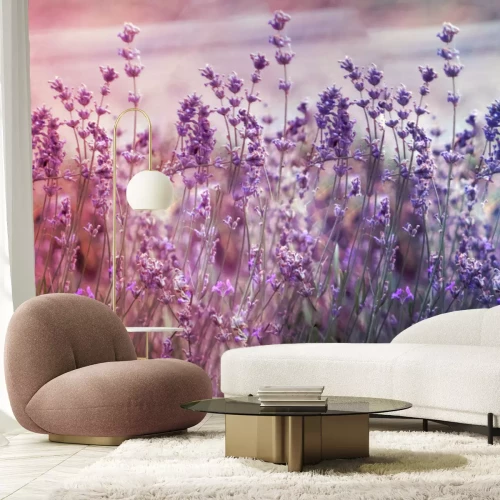 Fotobehang Creatve toned laveder field. Beautiful detail of scented lavender flowers field