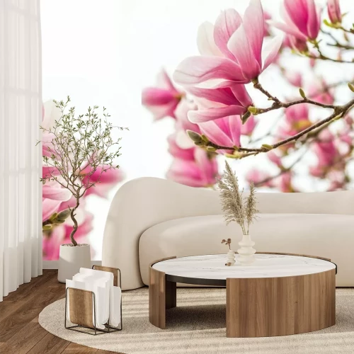 Fotobehang Takken van bloeiende magnolia op een witte achtergrond