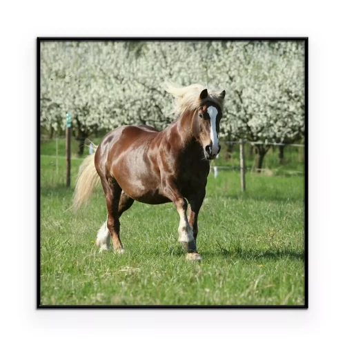 Poster Een bruin paard en een bloeiende boomgaard op de achtergrond.