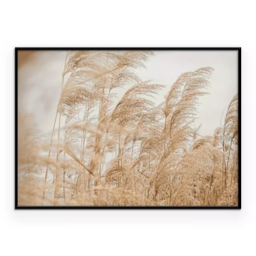 Poster Beige siergrassen die in de wind wuiven.