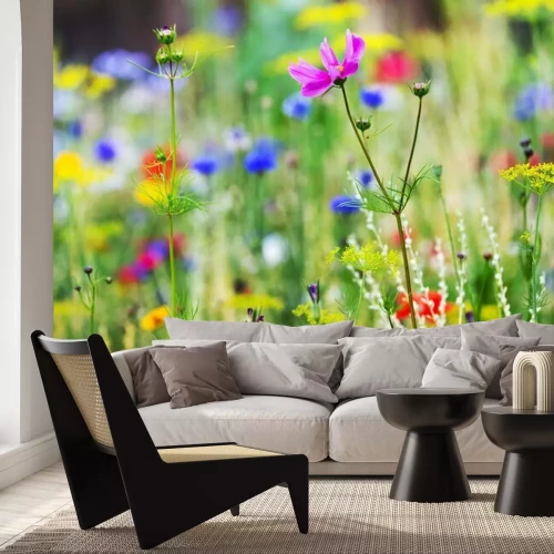 Fotobehang Kleurrijke bloemen in een weide