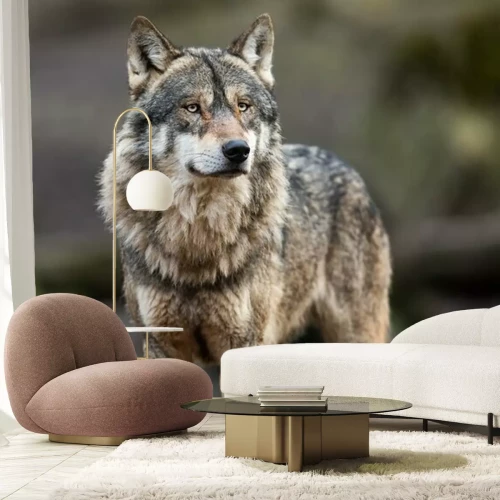 Fotobehang Portret grijze wolf in het bos