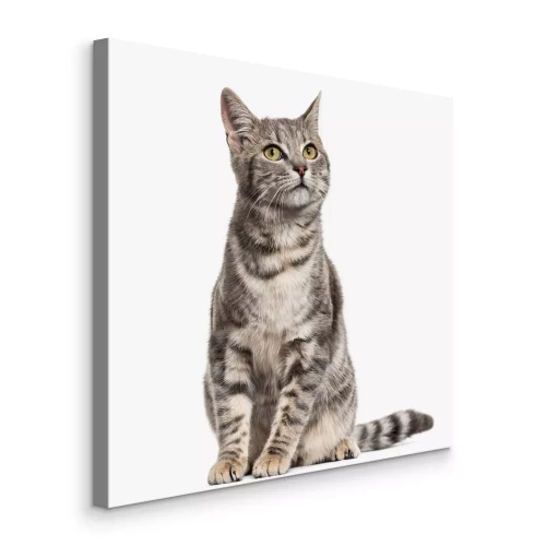 Canvas Grey stripped mixed-breed cat sitting, isolated on white