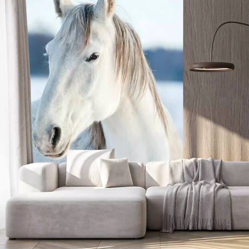 Fotobehang Besneeuwd paard in de winter