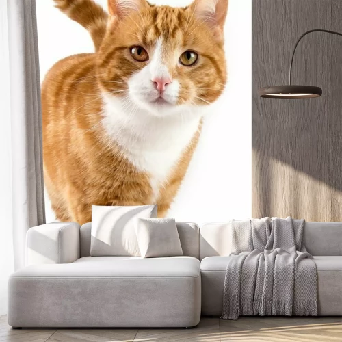 Fotobehang Close-up van rosse kat