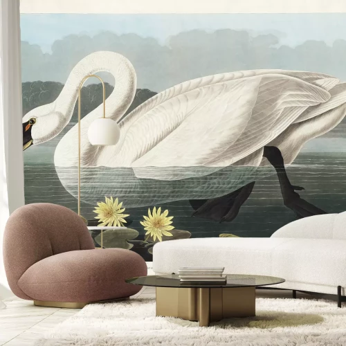 Fotobehang Knobbelzwaan