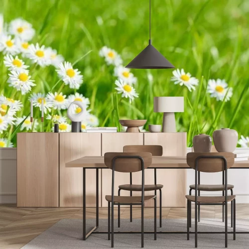 Fotobehang Madeliefjes op groen gras