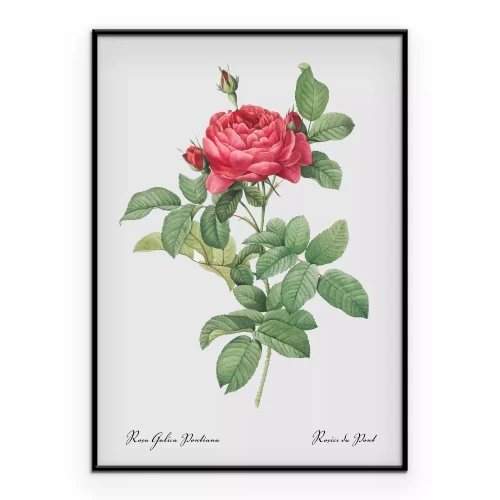 Poster Gallica-pontiana roos