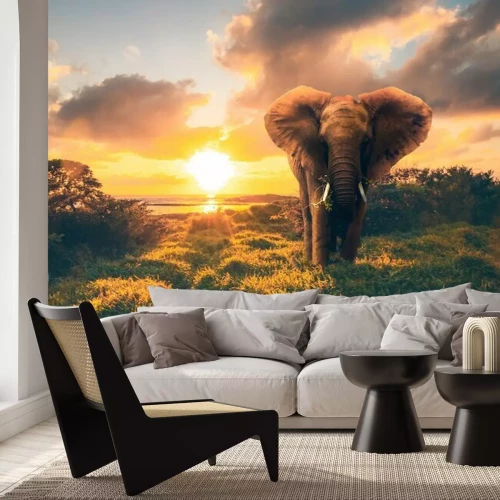 Fotobehang Olifant op de achtergrond van de ondergaande zon