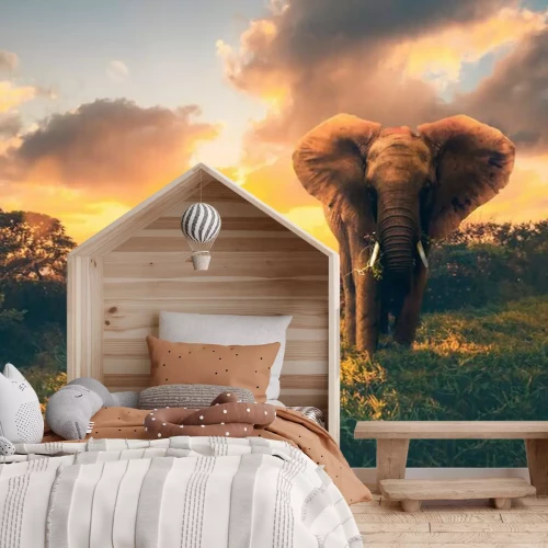 Fotobehang Olifant op de achtergrond van de ondergaande zon