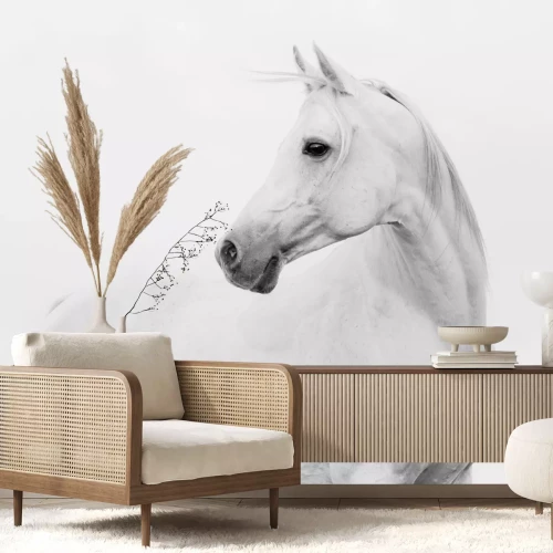 Fotobehang Arab horse in high key