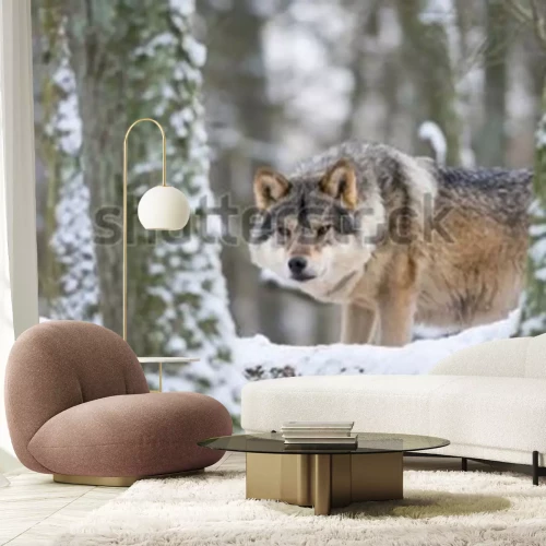 Fotobehang European grey wolf