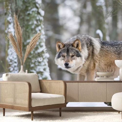 Fotobehang European grey wolf