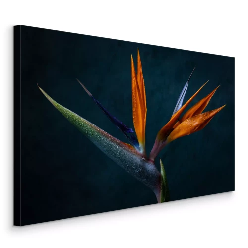 Canvas Strelitzia in bloei, close-up foto