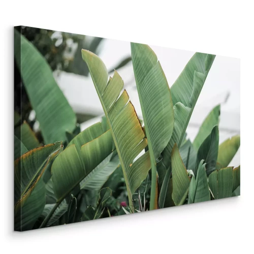 Canvas Strelitzia grote groene bladeren van een tropische plant