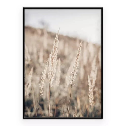 Poster Close-up van de delicate pluimen van pampasgras