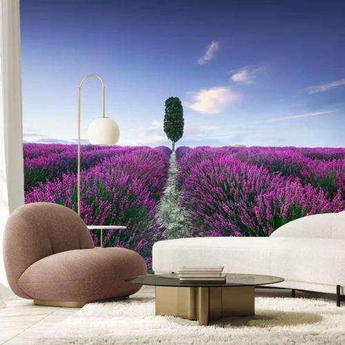 Fotobehang Lavendelvelden in Toscane