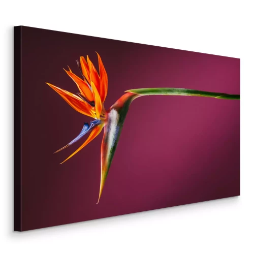 Canvas Strelitzia paradijsvogelbloem op een donkerroze achtergrond