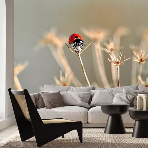 Sticker Lieveheersbeestje op een gedroogde bloem