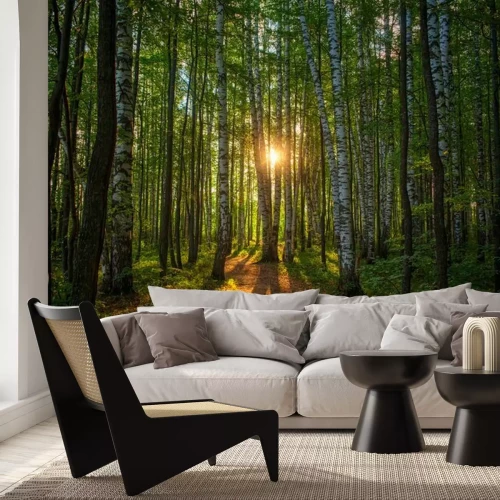 Fotobehang Zonsondergang boven het berkenbos