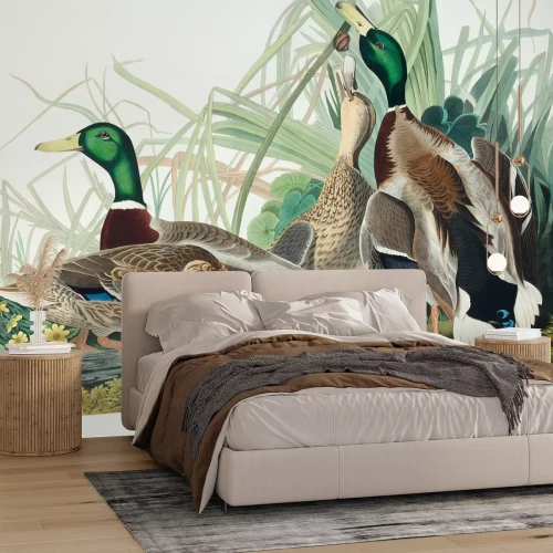 Fotobehang Anas platyrhynchos