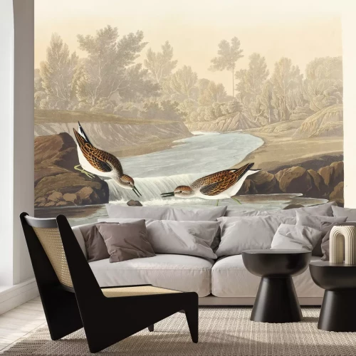 Fotobehang Calidris minutilla