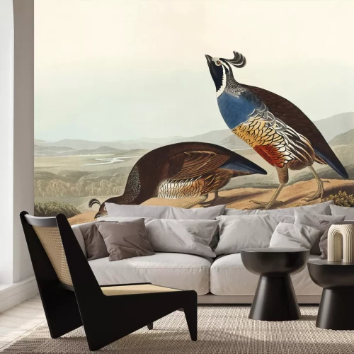 Fotobehang Callipepla californica