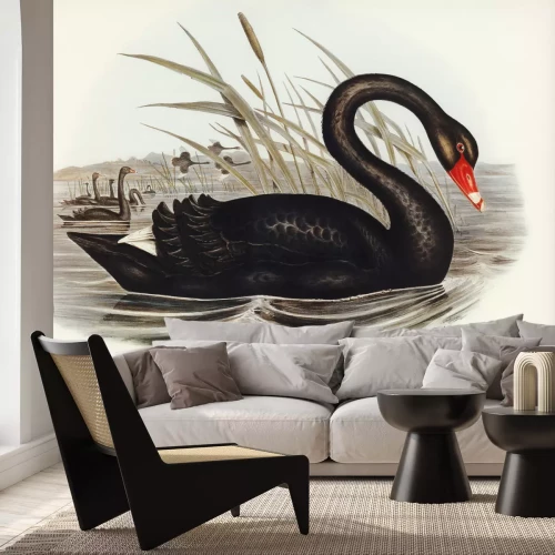 Fotobehang Cygnus atratus