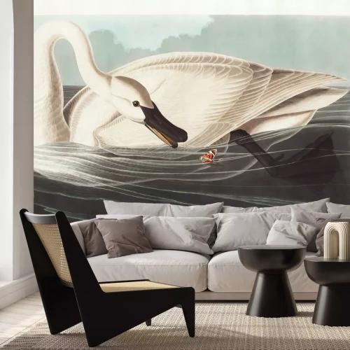 Fotobehang Cygnus buccinator