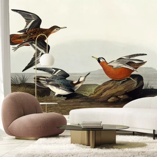 Fotobehang Phalaropus fulicarius