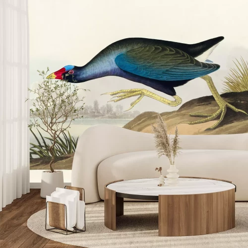 Fotobehang Porphyrio martinicus