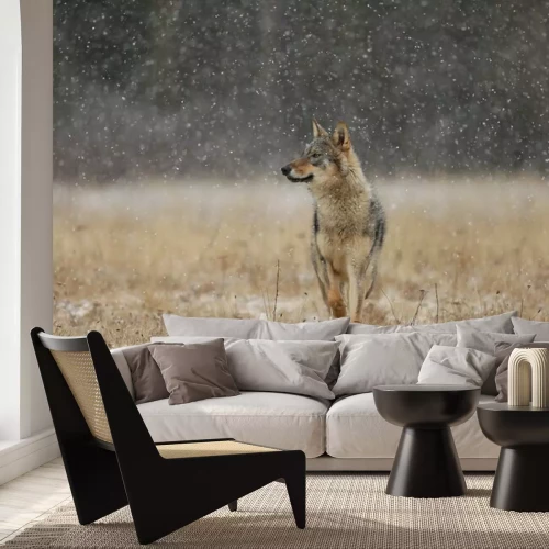 Fotobehang Grijze wolf dwalend op een weiland
