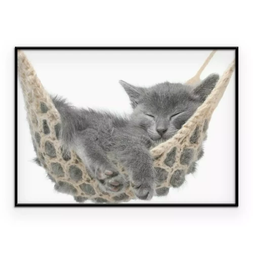 Poster Een kat die in een hangmat slaapt