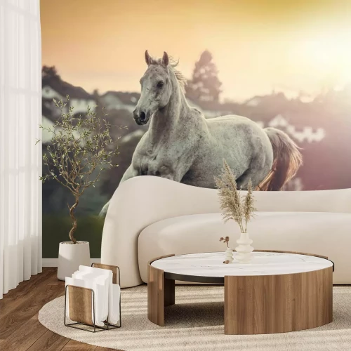 Fotobehang Een wit paard galoppeert in een weide bij zonsondergang