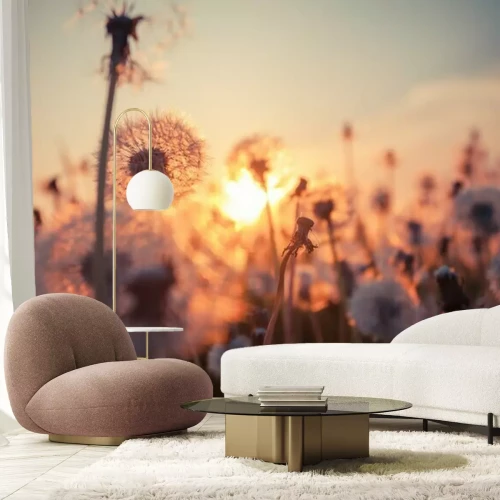 Fotobehang Weide van paardenbloemen bij zonsondergang