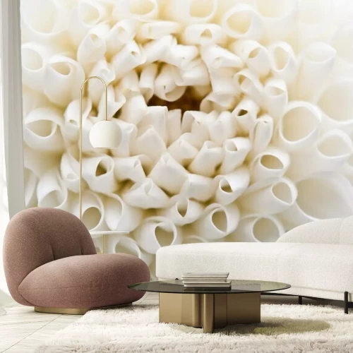 Fotobehang Witte dahlia macro