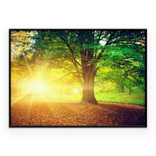 Poster Een eenzame boom in een park, badend in het zonlicht.