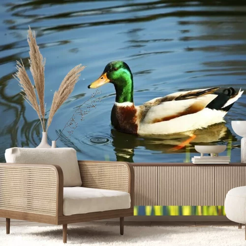 Fotobehang Eend zwemmend in een vijver