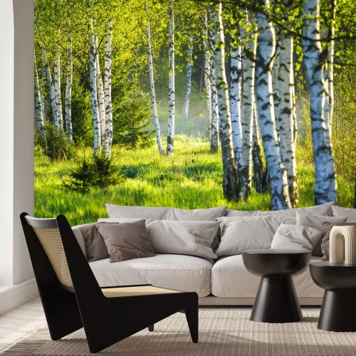 Fotobehang Een mistige ochtend in het berkenbos